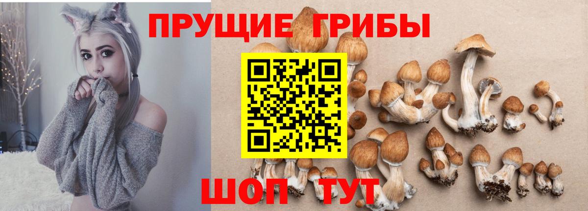 Псилоцибиновые грибы GOLDEN TEACHER  Всеволожск  Псилоцибиновые грибы Magic Shrooms 